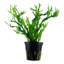 Tropica | Microsorum pteropus ‘Windeløv’ - Pot