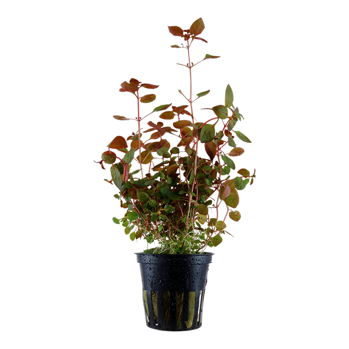[035B] Tropica | Ludwigia palustris ‘Super Red’ - Pot