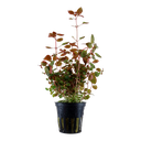 Tropica | Ludwigia palustris ‘Super Red’ - Pot