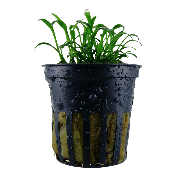 Tropica | Cryptocoryne parva - Pot