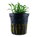 Tropica | Cryptocoryne parva - Pot