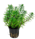 Tropica | Myriophyllum mattogrossense