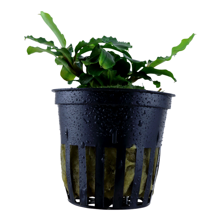 [TR139] Tropica | Bucephalandra pygmaea ‘Bukit Kelam’ or 'Wavy Green'