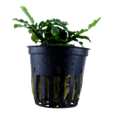 Tropica | Bucephalandra pygmaea ‘Bukit Kelam’ or 'Wavy Green' - Pot