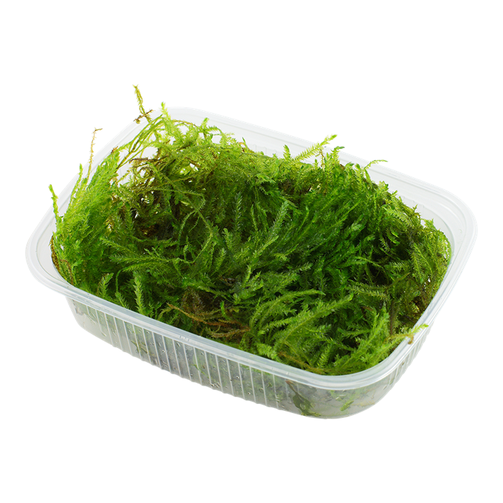 [003G POR] Tropica | Taxiphyllum ‘Spiky’