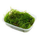 Tropica | Taxiphyllum ‘Spiky’