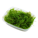 Tropica | Vesicularia ferriei ‘Weeping’