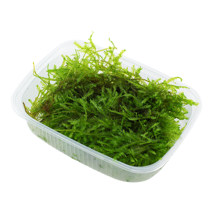 [003A POR] Tropica | Vesicularia montagnei ‘Christmas’