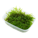 Tropica | Vesicularia montagnei ‘Christmas’
