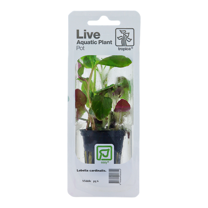 [053C PCS] Tropica | Lobelia cardinalis - Pot in blister package