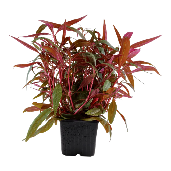 [023 XL] Tropica | Alternanthera reineckii 'Pink' - XL - Pot