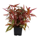 Tropica | Alternanthera reineckii 'Pink' - XL - Pot
