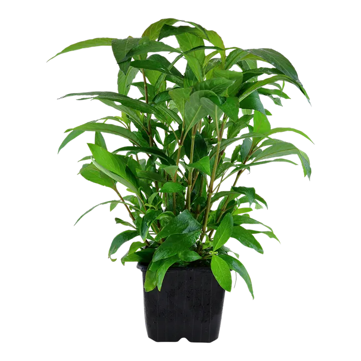 [053A XL] Tropica | Hygrophila corymbosa 'Siamensis' - XL - Pot