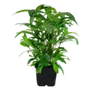 Tropica | Hygrophila corymbosa 'Siamensis' - XL - Pot