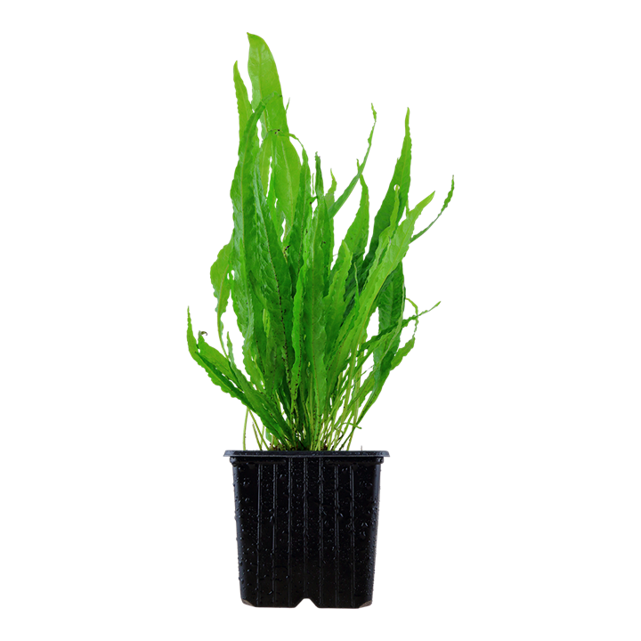 [008 XL] Tropica | Microsorum pteropus or 'Java fern' - XL - Pot