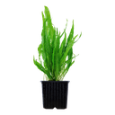 Tropica | Microsorum pteropus or 'Java fern' - XL - Pot