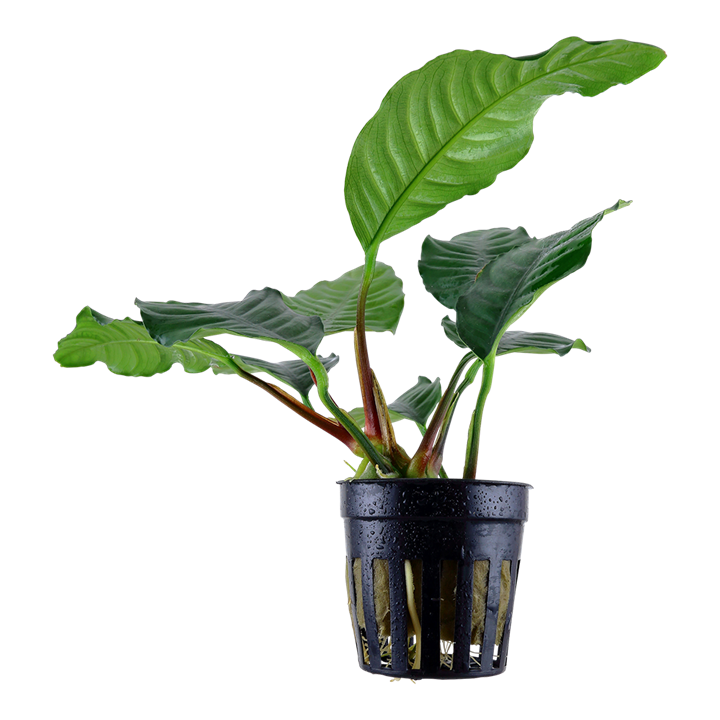 [101G] Tropica | Anubias barteri var. 'Coffeifolia' - Pot
