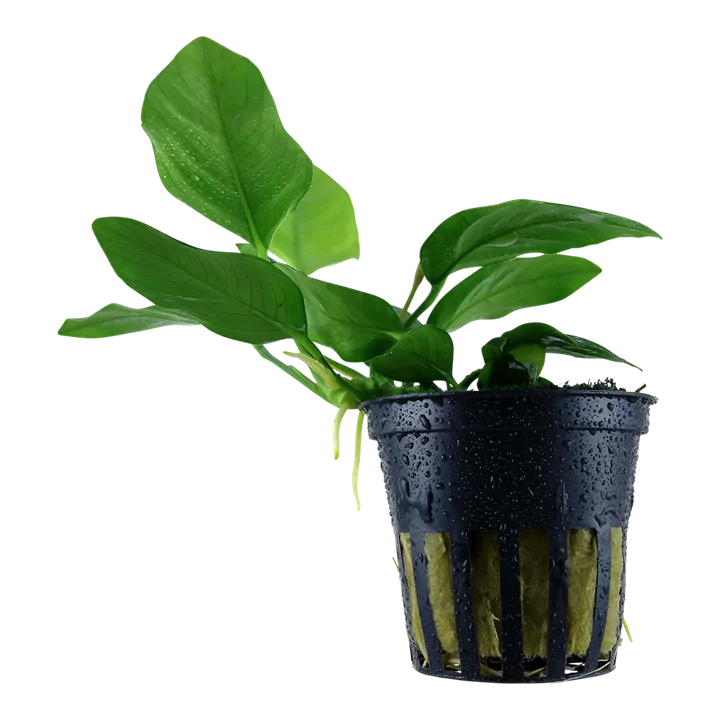 [101] Tropica | Anubias barteri var. nana - Pot
