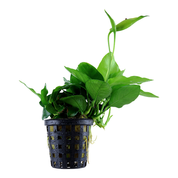 [101L] Tropica | Anubias barteri var. nana 'Large' - Pot