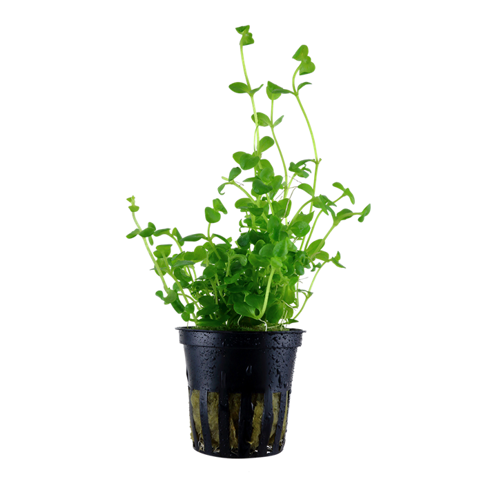 [043A] Tropica | Bacopa australis - Pot