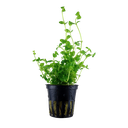 Tropica | Bacopa australis - Pot