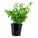 Tropica | Bacopa monnieri 'Compact' - Pot