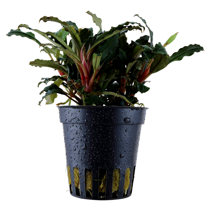 [139A] Tropica | Bucephalandra sp. 'Red' - Pot