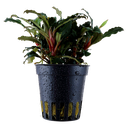 Tropica | Bucephalandra sp. 'Red' - Pot