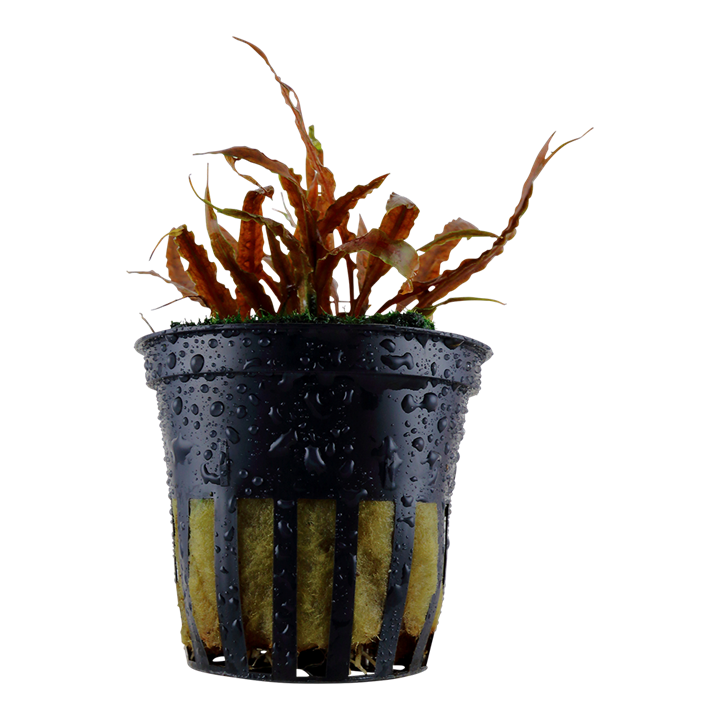 [126B] Tropica | Cryptocoryne albida 'Brown' - Pot