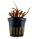 Tropica | Cryptocoryne albida 'Brown' - Pot