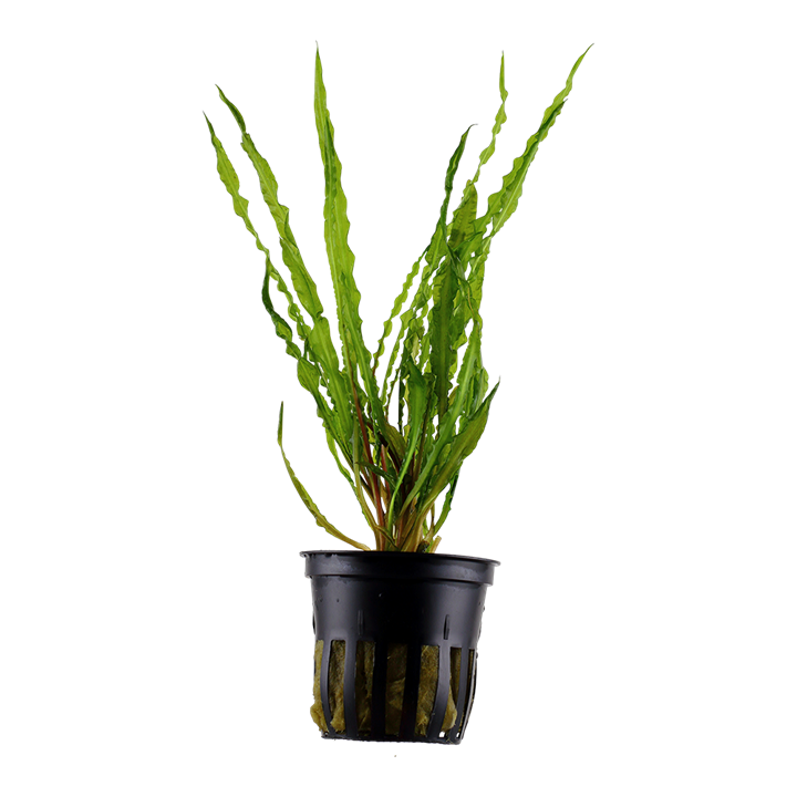 [125] Tropica | Cryptocoryne crispatula - Pot