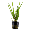 Tropica | Cryptocoryne crispatula - Pot