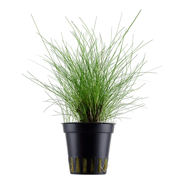 [132C] Tropica | Eleocharis parvula - Pot