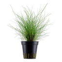 Tropica | Eleocharis parvula - Pot
