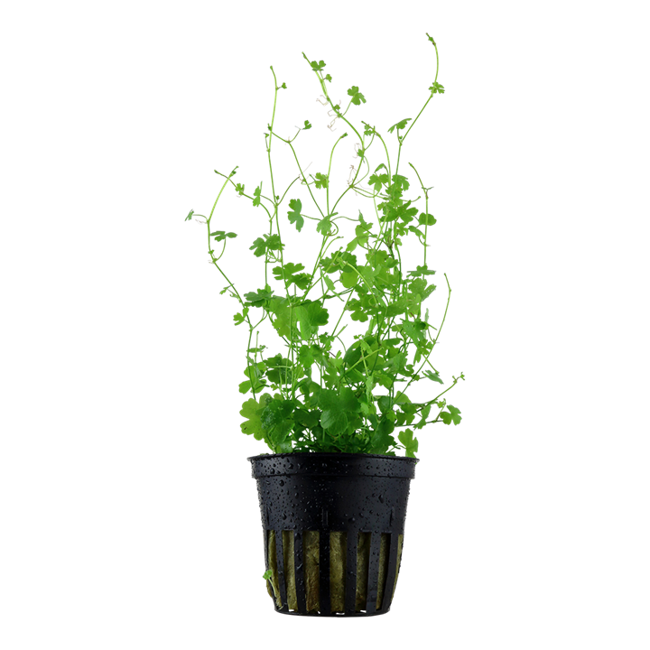 Tropica | Hydrocotyle tripartita - Pot