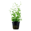 Tropica | Hydrocotyle tripartita - Pot