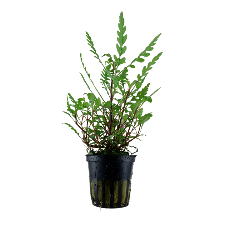 [051A] Tropica | Hygrophila pinnatifida - Pot