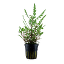 Tropica | Hygrophila pinnatifida - Pot