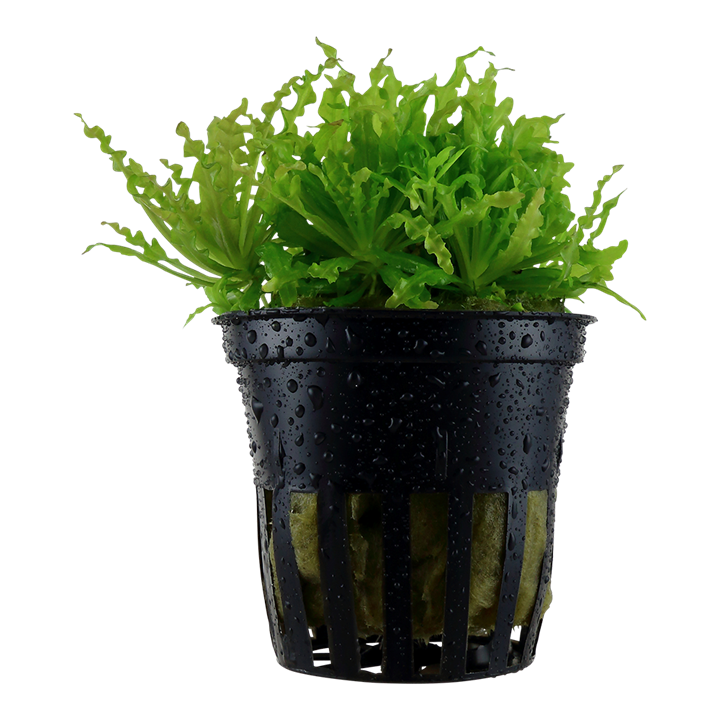 Tropica | Pogostemon helferi - Pot