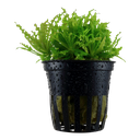 Tropica | Pogostemon helferi - Pot