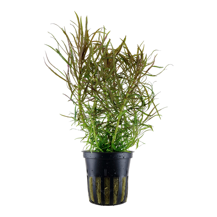 [053G] Tropica | Pogostemon stellatus - Pot