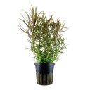 Tropica | Pogostemon stellatus - Pot