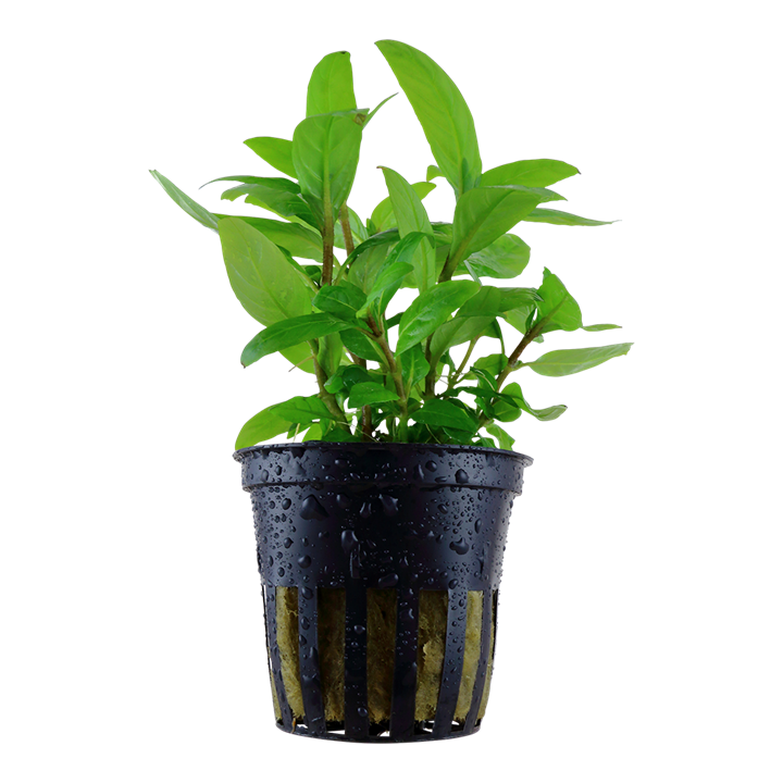 [TR049G] Tropica | Staurogyne repens - Pot