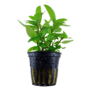 Tropica | Staurogyne repens - Pot