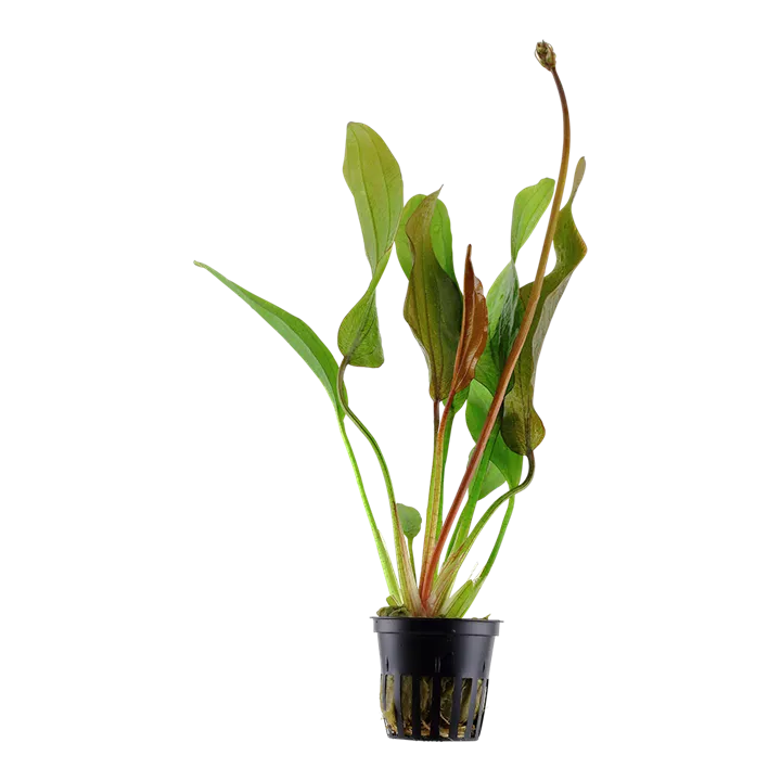 [074D] Tropica | Echinodorus ‘Red Diamond’ - Pot