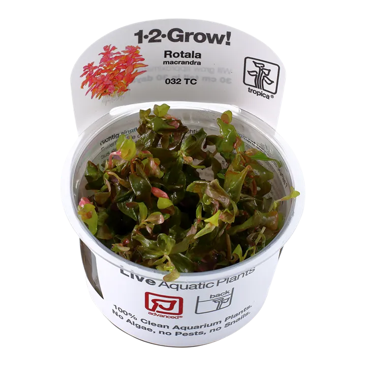 [032 TC] 1-2-Grow! Rotala macrandra