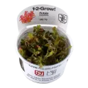 1-2-Grow! Rotala macrandra