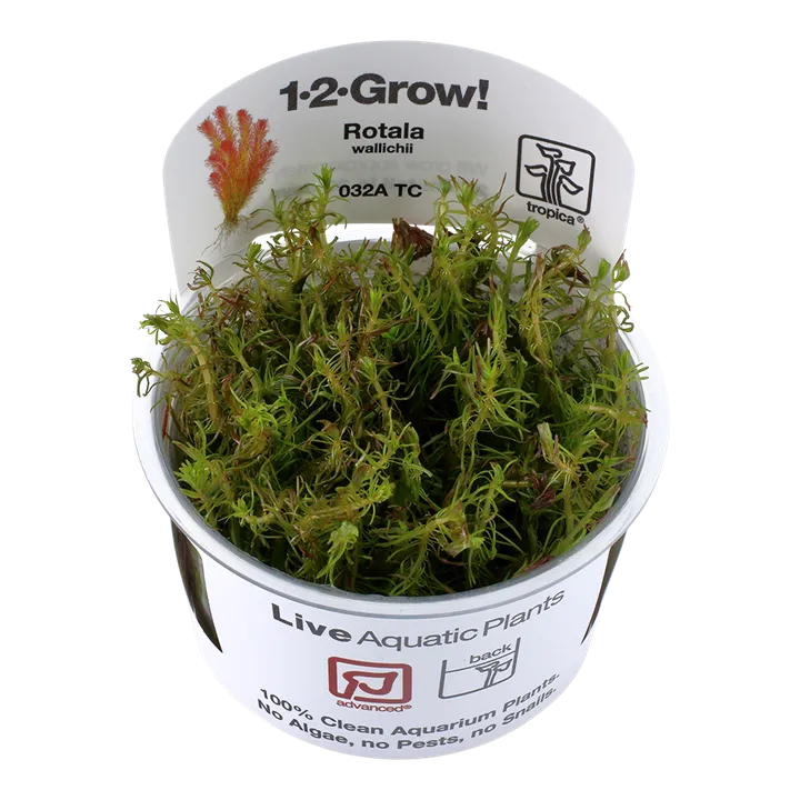 [032A TC] 1-2-Grow! Rotala wallichii
