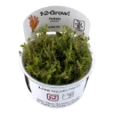 1-2-Grow! Rotala wallichii