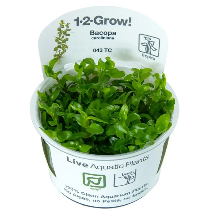 [043 TC] 1-2-Grow! Bacopa caroliniana